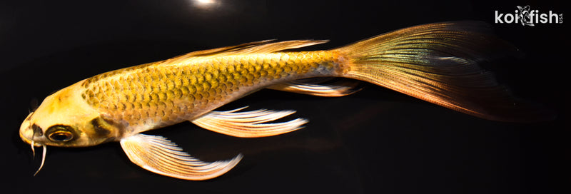 7.25" KI MATSUBA BUTTERFLY