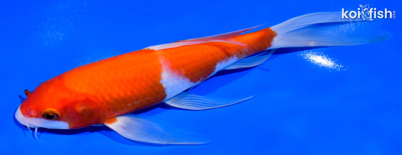 7" KOHAKU BUTTERFLY