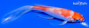 5.25" KOHAKU BUTTERFLY