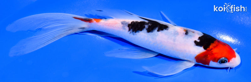 7.5" SANKE BUTTERFLY