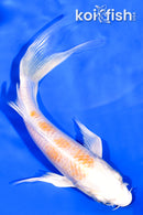 5.75" HARIWAKE BUTTERFLY