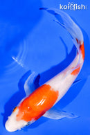 7.25" SANDAN KOHAKU BUTTERFLY