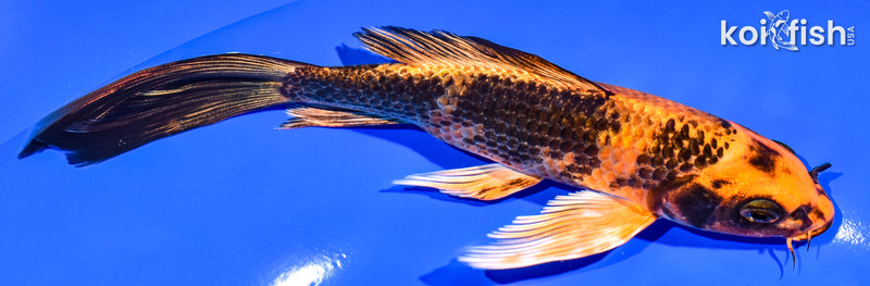 6.75" KIN HI UTSURI BUTTERFLY