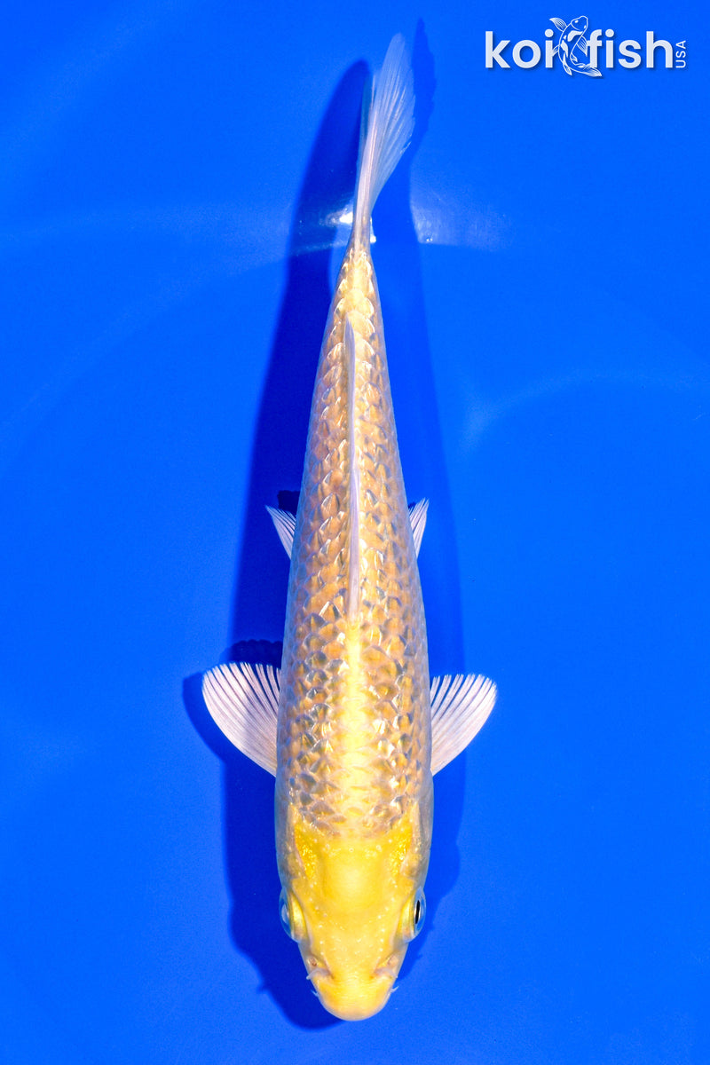 6.25" GINRIN YAMABUKI OGON