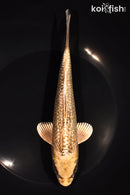 7.5" GINRIN MUKASHI OGON