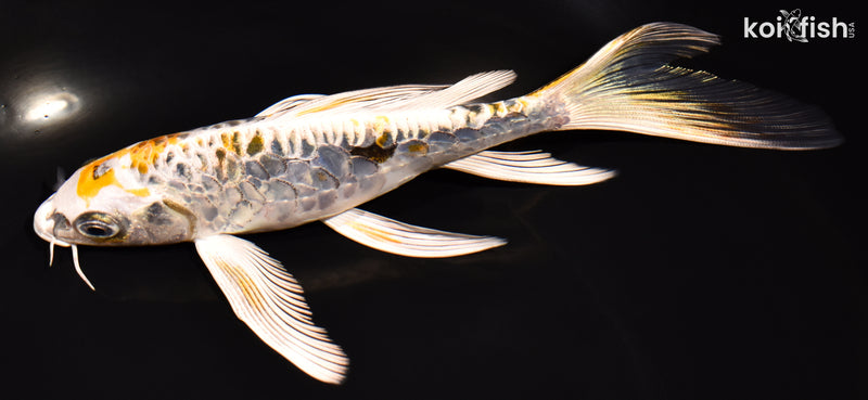 7.25" ARAGOKE KIN KIKOKURYU BUTTERFLY