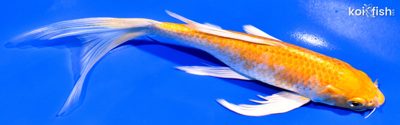 7.25" HARIWAKE BUTTERFLY