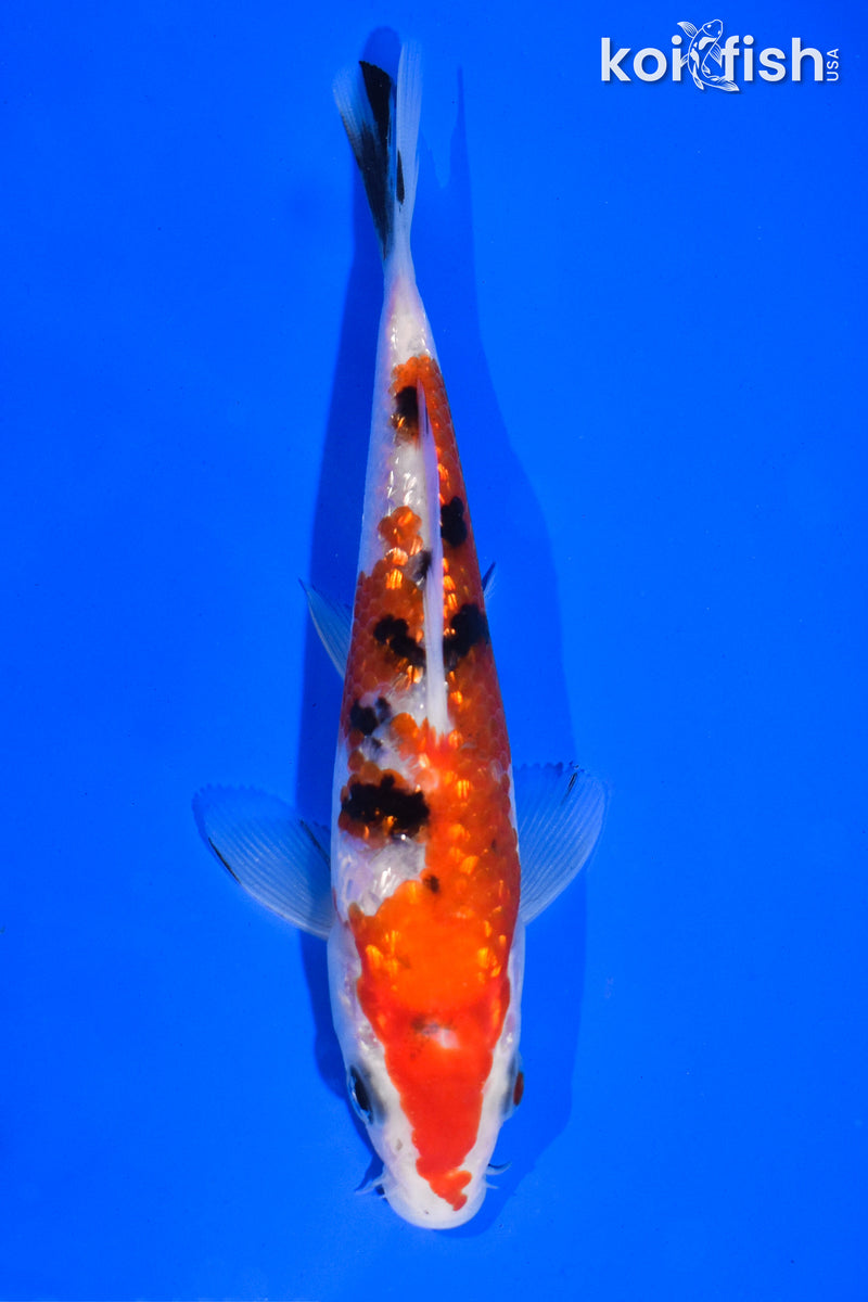 5.5" GINRIN SANKE