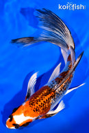 7.5" GINRIN BENI GINGA BUTTERFLY