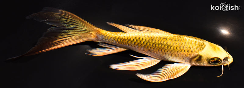 7.25" KI MATSUBA BUTTERFLY