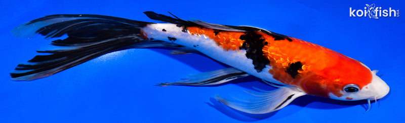 11.5" GINRIN SANKE BUTTERFLY