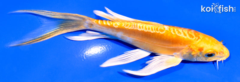 6" ARAGOKE YAMABUKI OGON BUTTERFLY