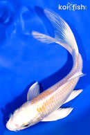 7.5" HARIWAKE BUTTERFLY