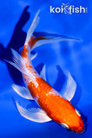 4.75" GINRIN HARIWAKE BUTTERFLY