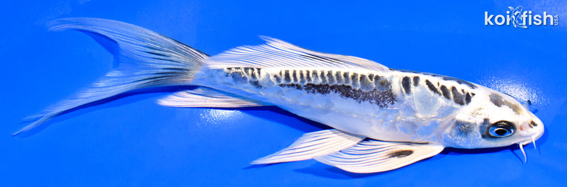 7" ARAGOKE KIKOKURYU BUTTERFLY