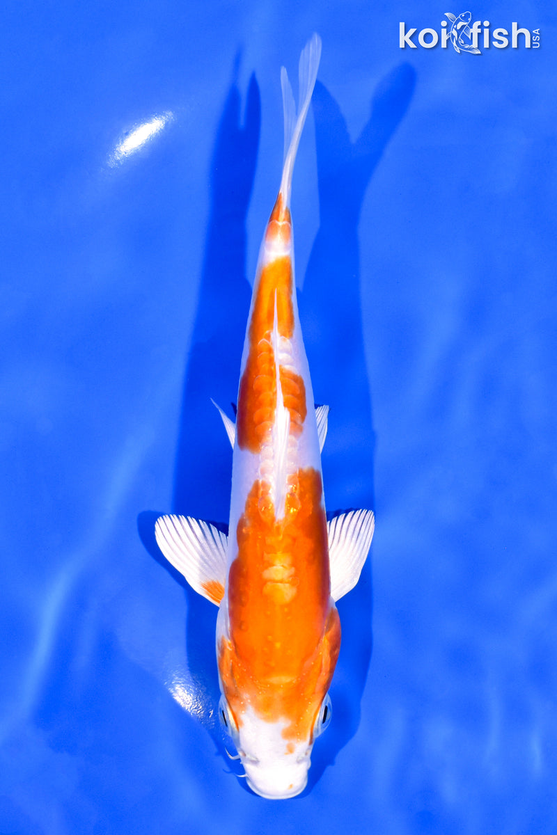6.25" KIKUSUI