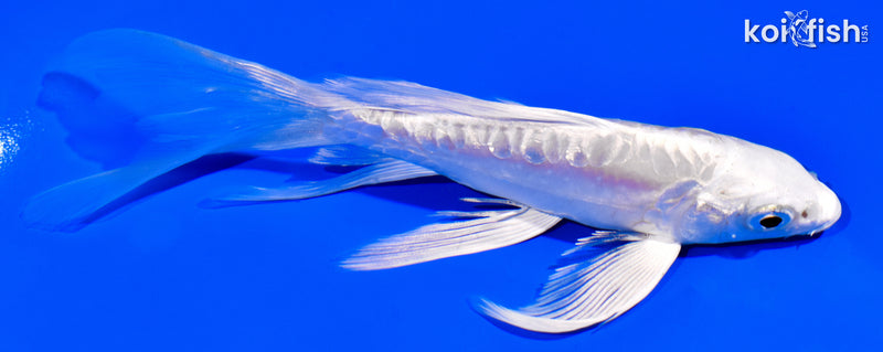 5.25" DOITSU PLATINUM OGON BUTTERFLY