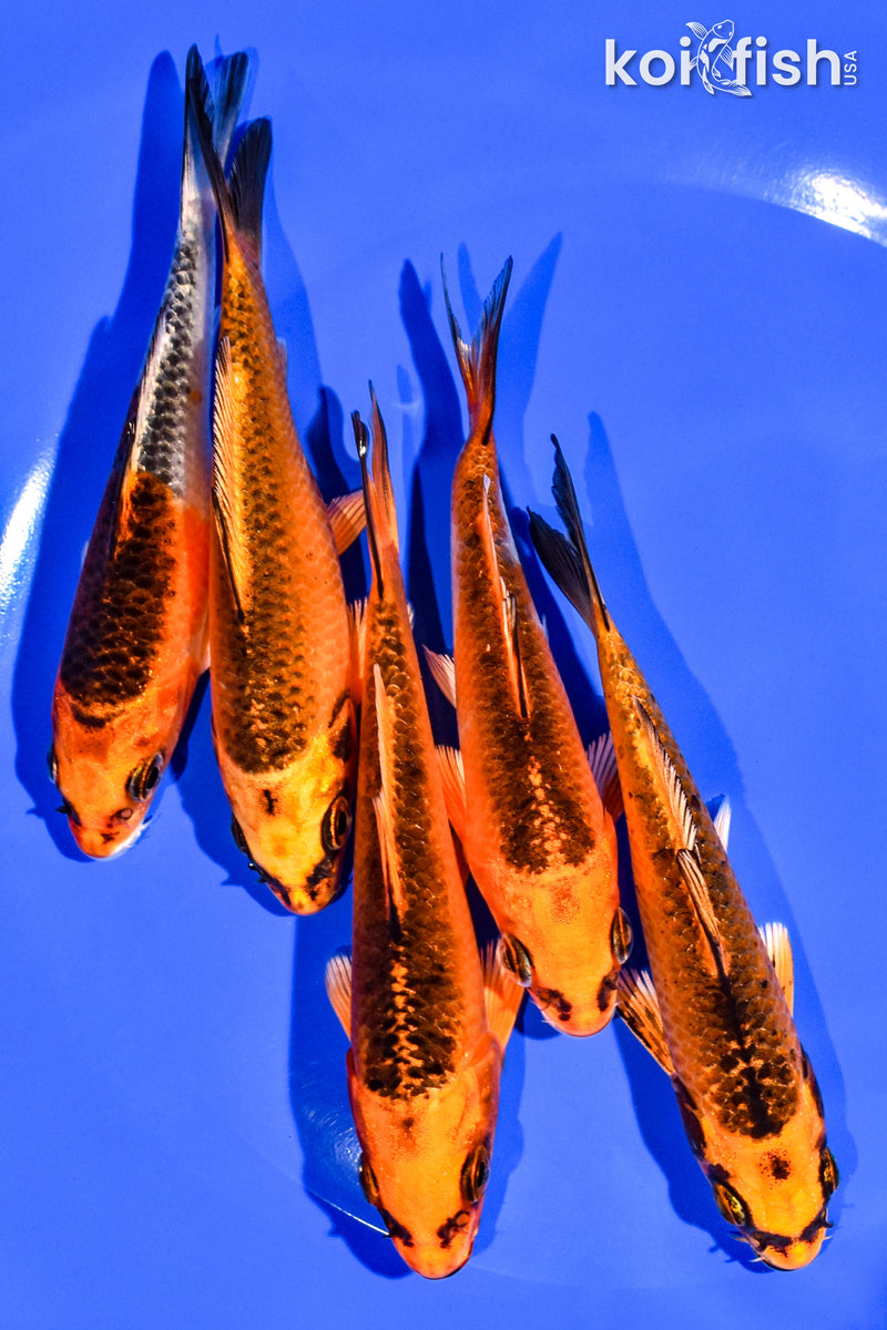 PACK OF (5) 4-5" STANDARD KOI