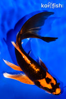 6.5" ORENJI MATSUBA BUTTERFLY