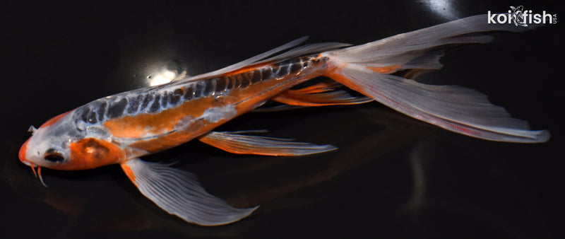 7.75" SHUSUI BUTTERFLY