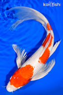 13.75" HARIWAKE BUTTERFLY