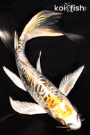 7.25" ARAGOKE KIN KIKOKURYU BUTTERFLY