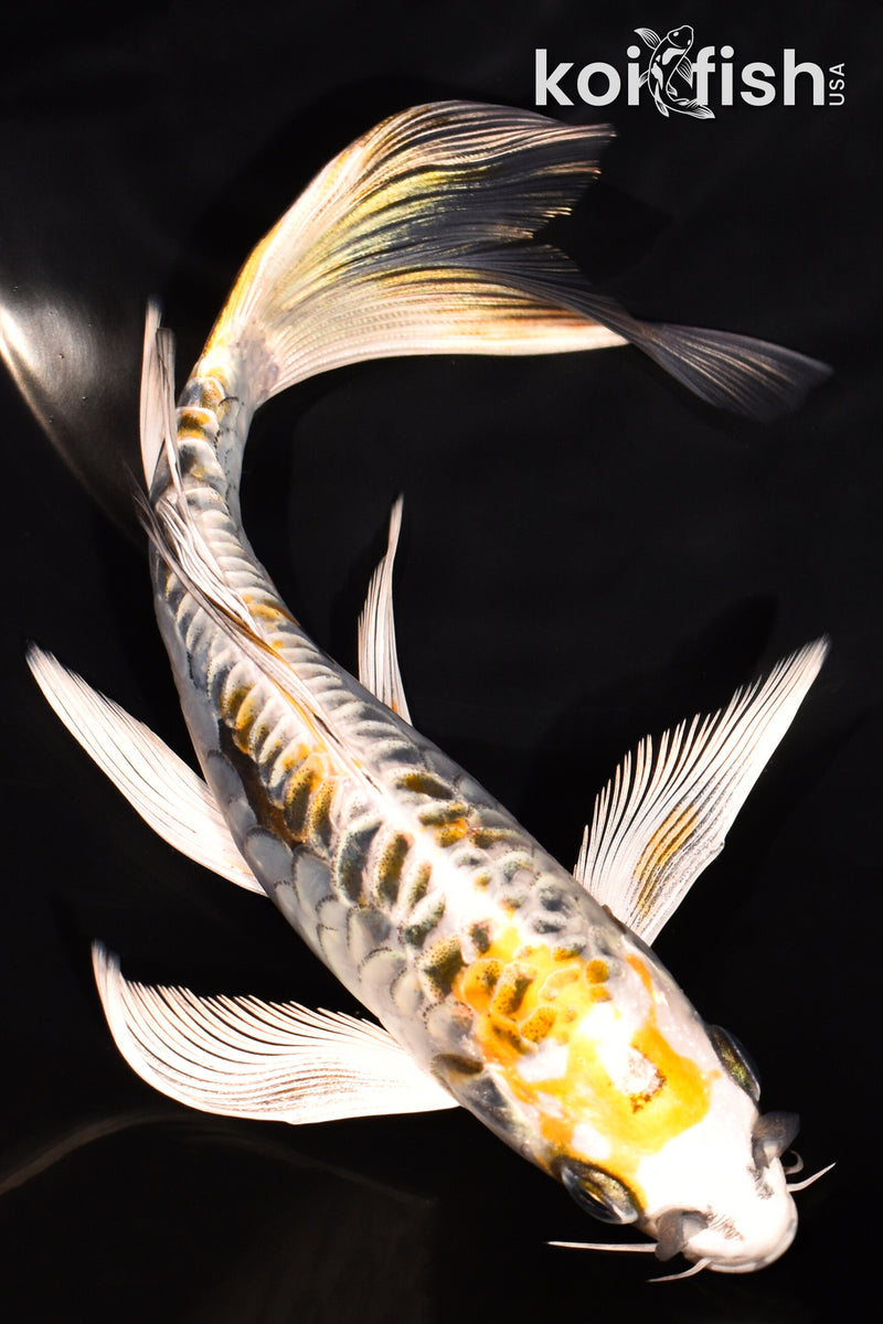 7.25" ARAGOKE KIN KIKOKURYU BUTTERFLY