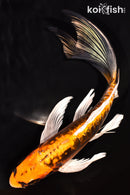 8.25" GINRIN BENI KIKOKURYU BUTTERFLY