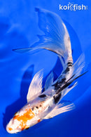 6.25" HEISEI NISHIKI BUTTERFLY