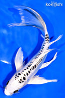 7.75" DOITSU GIN MATSUBA BUTTERFLY