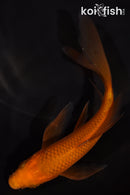 5.25" CHAGOI BUTTERFLY