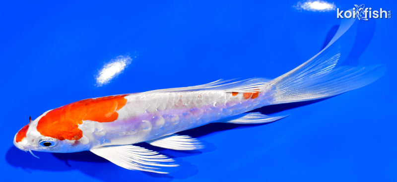 6.25" KIKUSUI BUTTERFLY