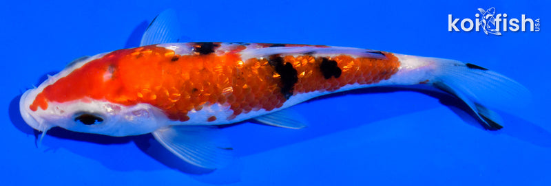 5.5" GINRIN SANKE