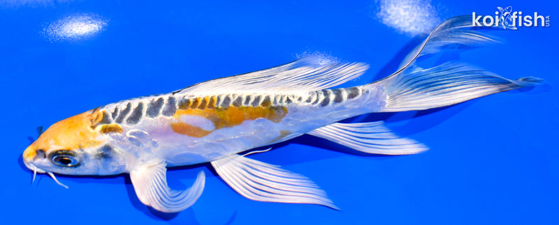 7" ARAGOKE KIN KIKOKURYU BUTTERFLY