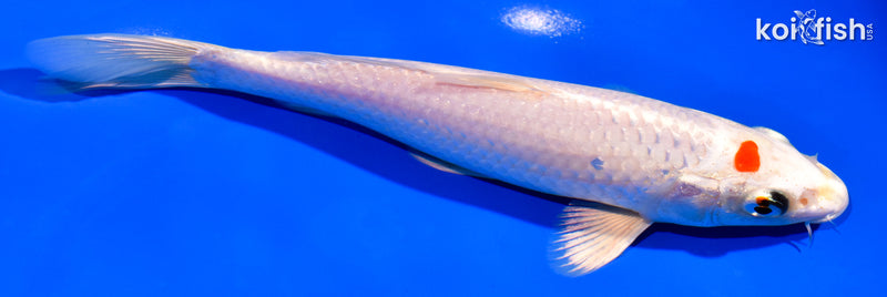 7.25" TANCHO HARIWAKE