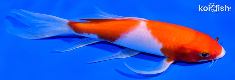 7" KOHAKU BUTTERFLY