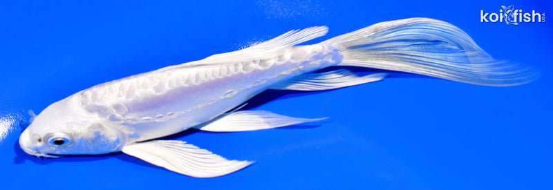 7.25" DOITSU PLATINUM OGON BUTTERFLY