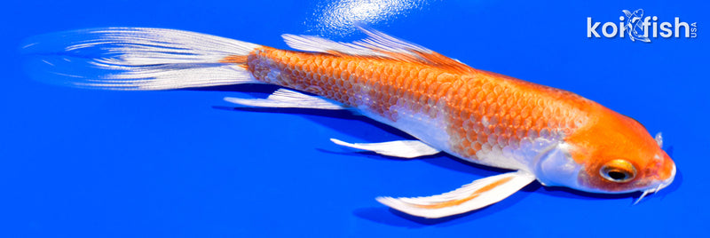 5.25" HARIWAKE BUTTERFLY