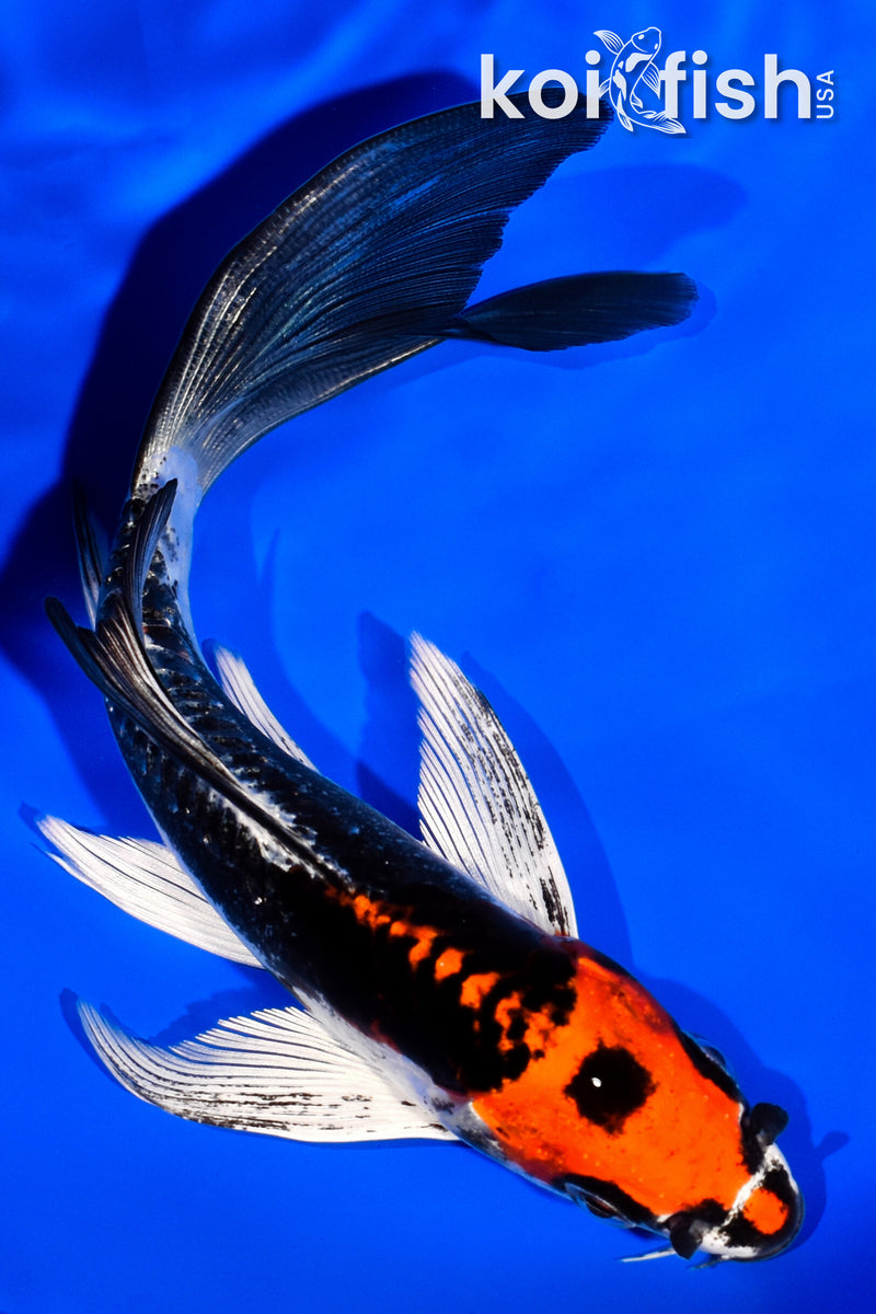 6.5" BENI KIKOKURYU BUTTERFLY