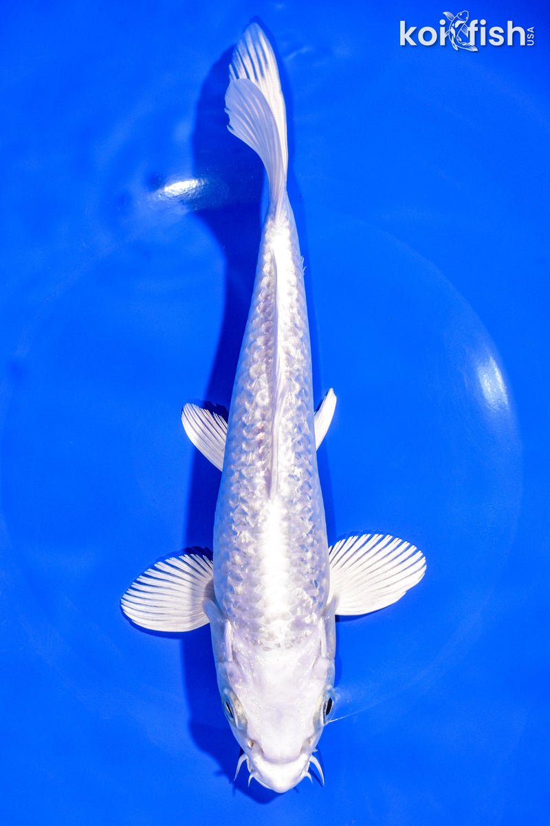 8.25" GINRIN PLATINUM OGON