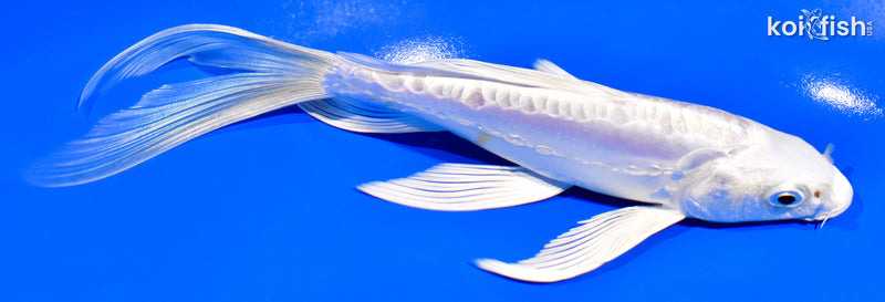 7.25" DOITSU PLATINUM OGON BUTTERFLY