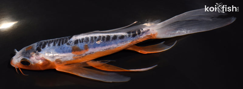 5.75" SHUSUI BUTTERFLY