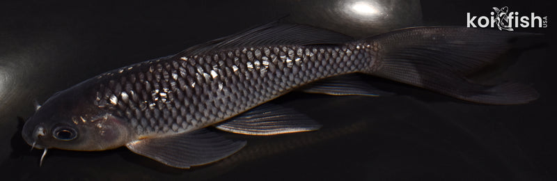 5.25" GINRIN SOROGOI BUTTERFLY