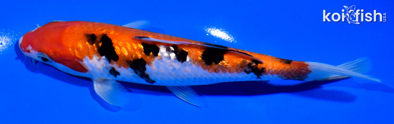 6" GINRIN SANKE