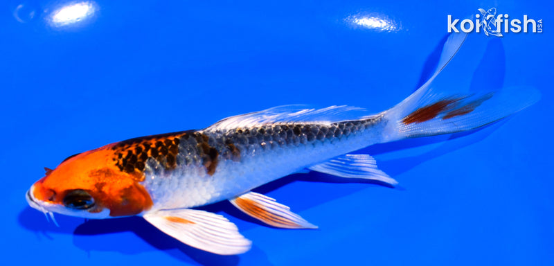 5.25" KUJAKU BUTTERFLY