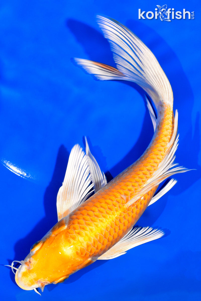 7.5" HARIWAKE BUTTERFLY