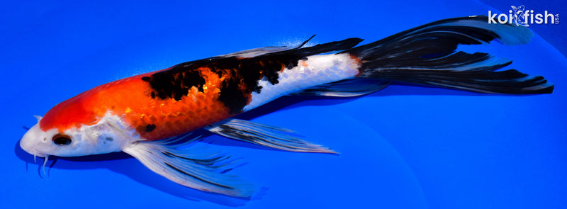 11.5" GINRIN SANKE BUTTERFLY