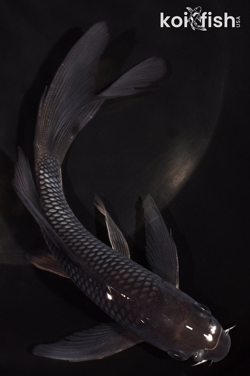 6.25" SOROGOI BUTTERFLY