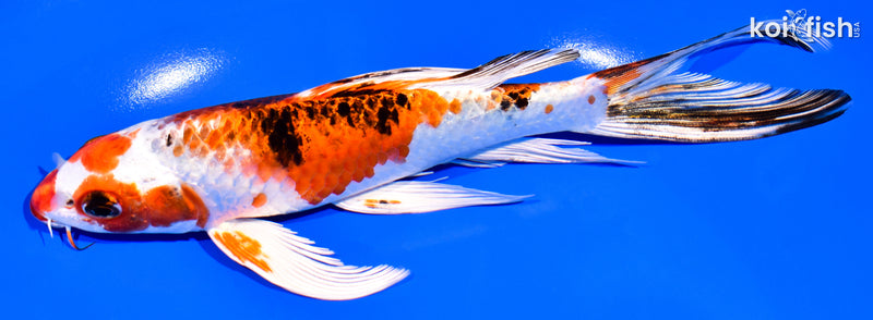 7.25" YAMATO NISHIKI BUTTERFLY
