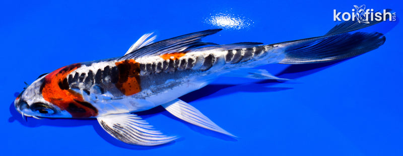6" BENI KIKOKURYU BUTTERFLY